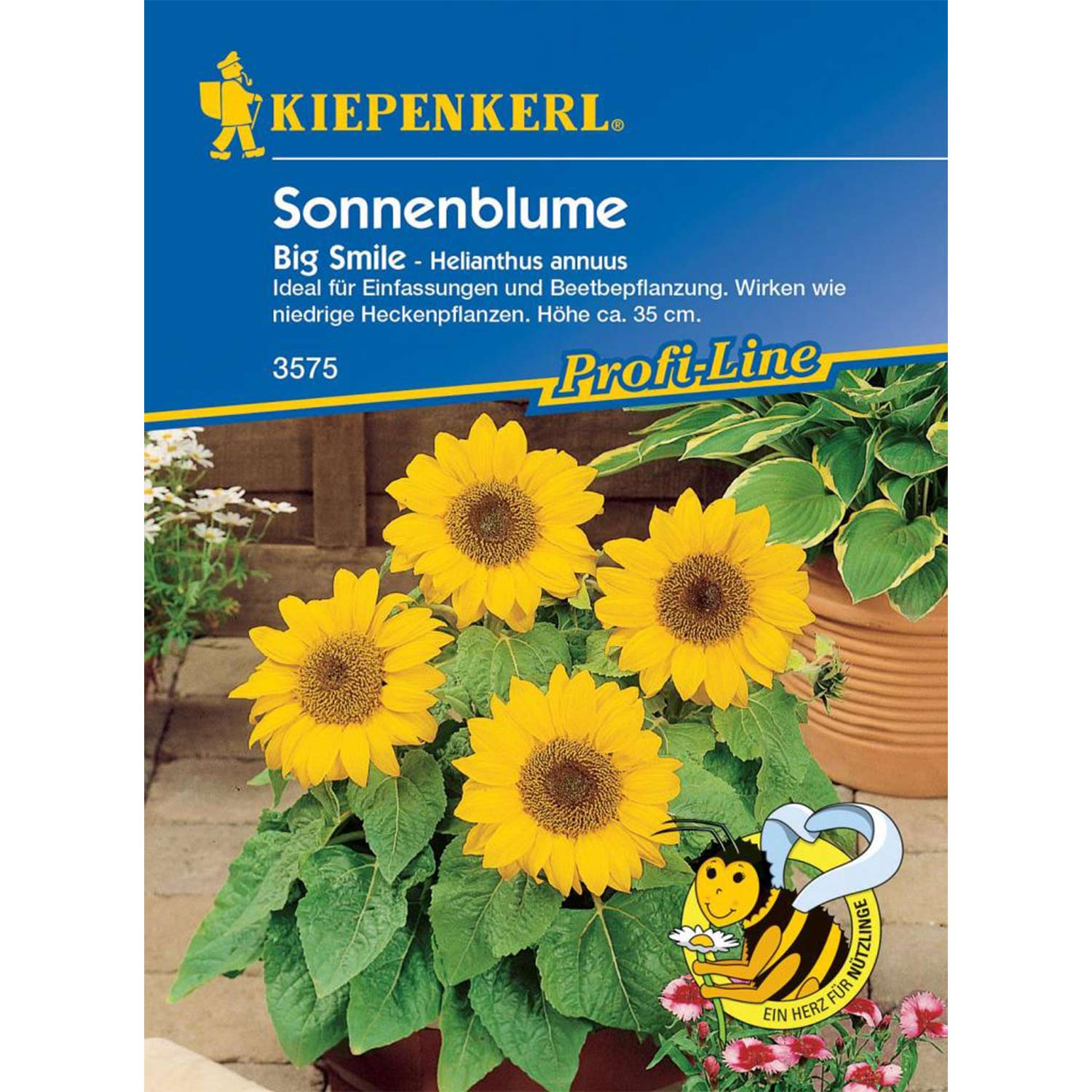 Zwerg-Sonnenblume \'Big Smile\' annuus - Sonnenblumen | SCHLÜTER - Helianthus GARTEN