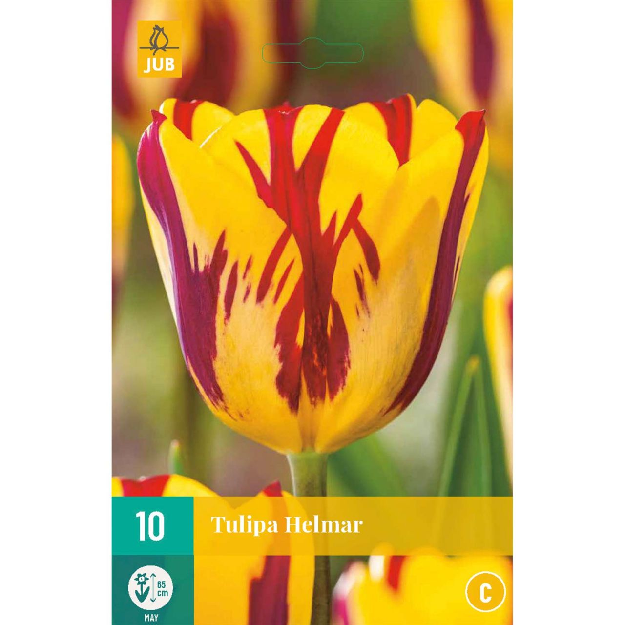 Kategorie <b>Herbst-Blumenzwiebeln </b> - Triumph-Tulpe 'Helmar®' - 7 Stück - Tulipa 'Helmar'