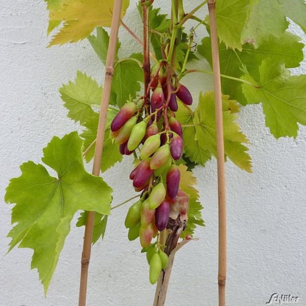 Weintraube Datteltraube Vitis Vinifera Wein Garten SchlÜter