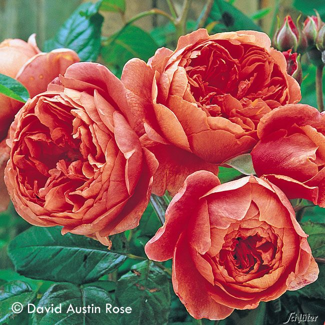 David Austin Rose Summer Song Rosa Summer Song Englische