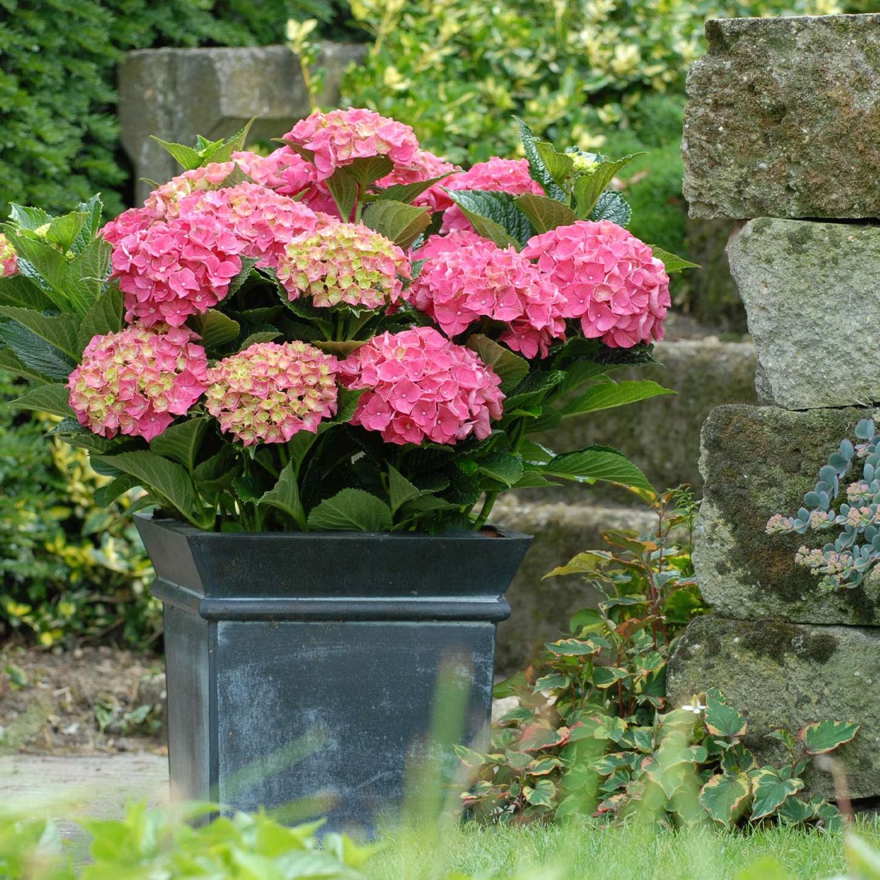 Kategorie <b>Blütensträucher und Ziergehölze </b> - Ballhortensie 'Forever & Ever® Red' - Hydrangea 'Forever & Ever® Red'