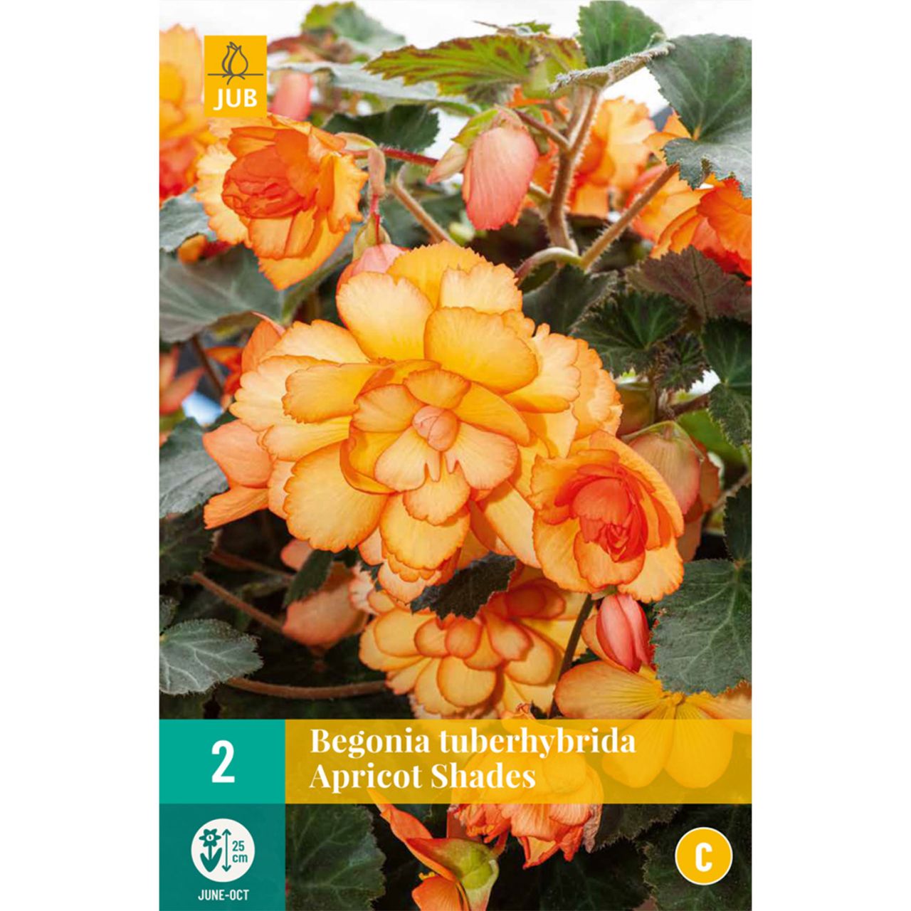  Begonie 'Apricot Shades', 2 Stück - Begonia tuberhybrida 'Apricot Shades'