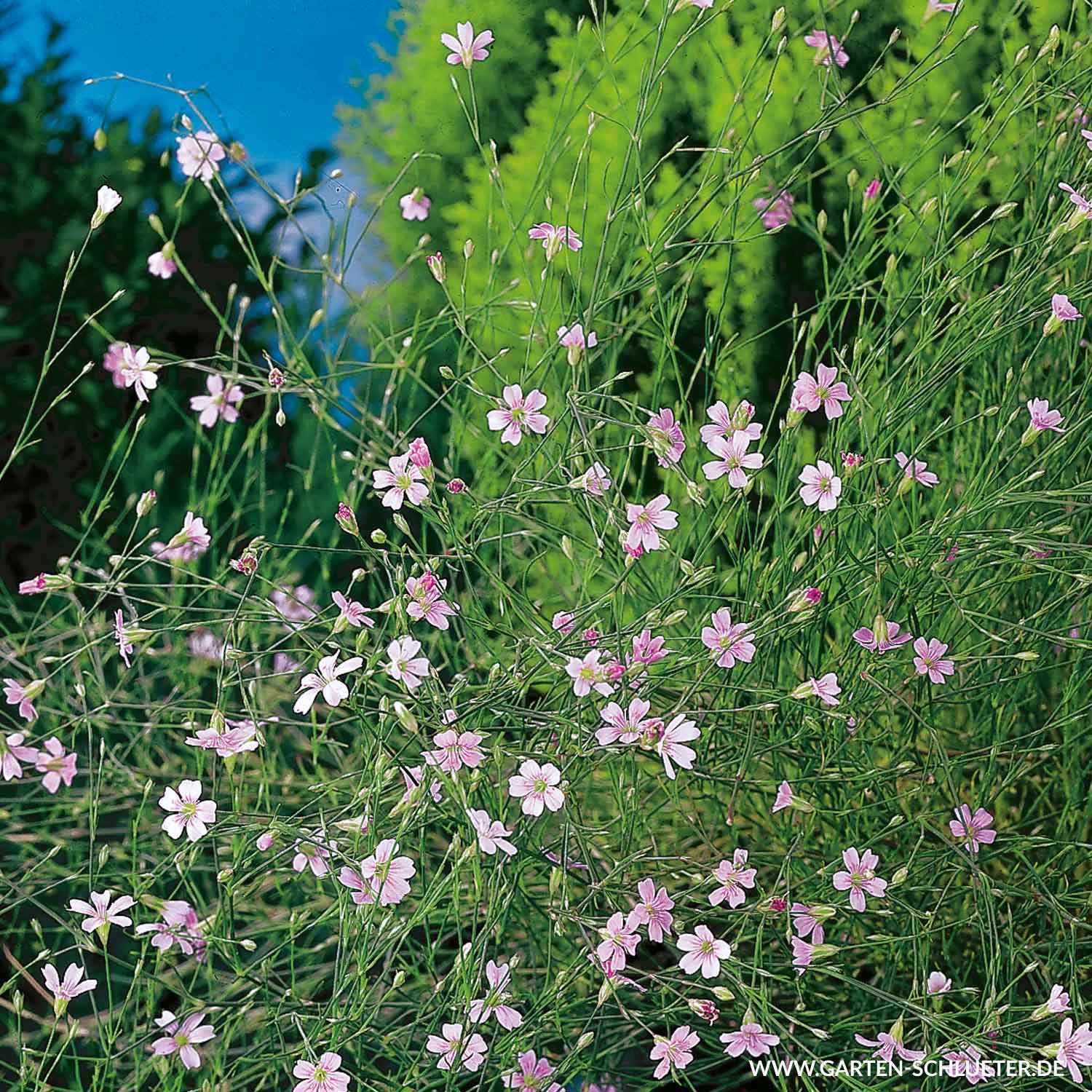 Felsennelke Petrorhagia saxifraga Schneckenresistente