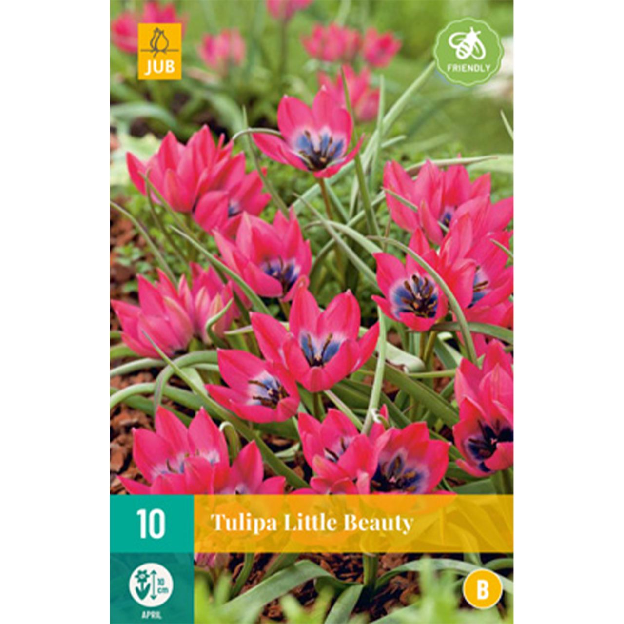 Kategorie <b>Herbst-Blumenzwiebeln </b> - Wildtulpe 'Little Beauty' - 10 Stück - Tulipa 'Little Beauty'