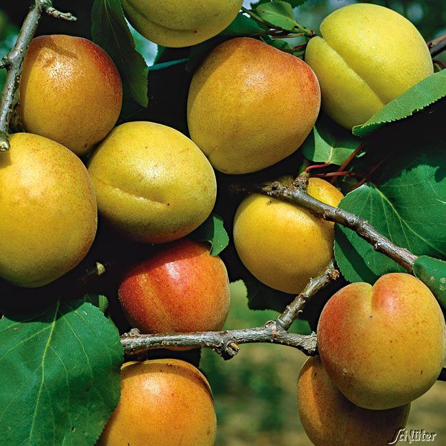 Kategorie <b>Sonstige Früchte </b> - Aprikose 'Ungarische Beste' - Prunus armeniaca 'Ungarische Beste'