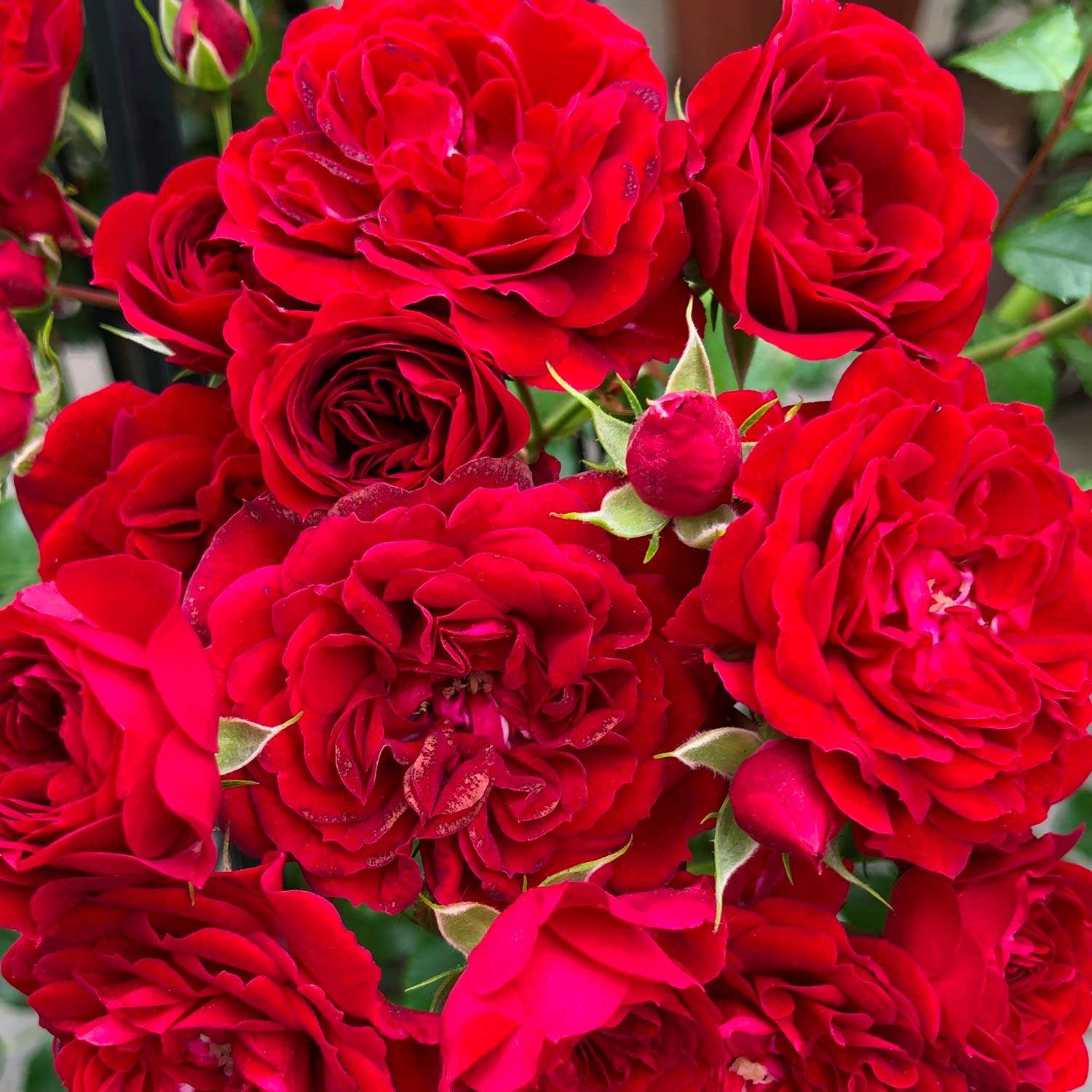 Плетистые розы Crimson Siluetta