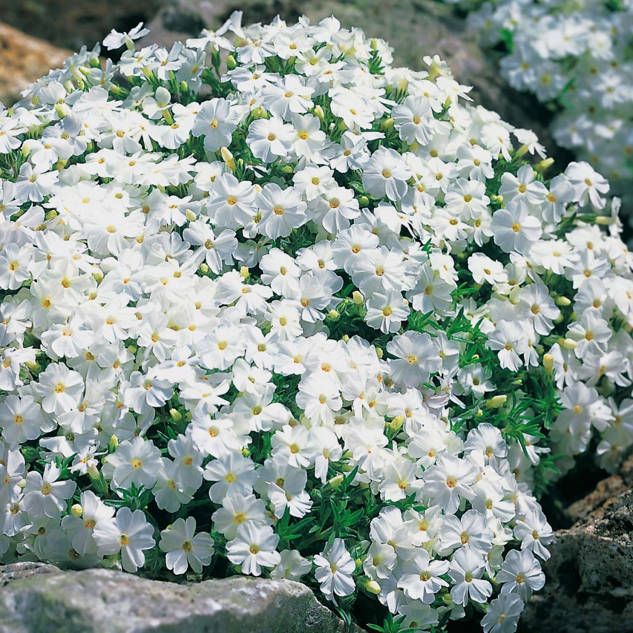 Polsterphlox 'White Delight' - Phlox subulata 'White Delight'